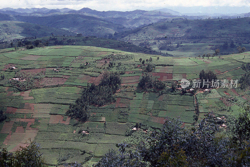 在非洲卢旺达中部高地陡峭的山坡上密集的自给农业