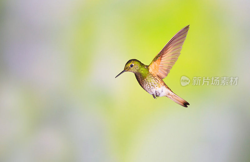 蜂鸟，黄尾冠鸟