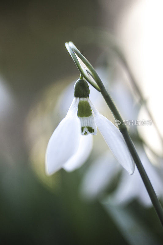 雪花莲