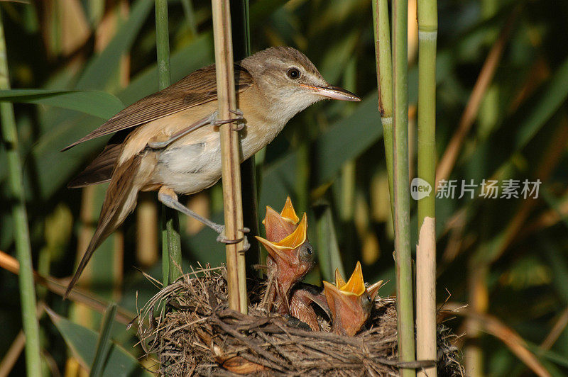 巢中的芦苇莺(芦苇莺)