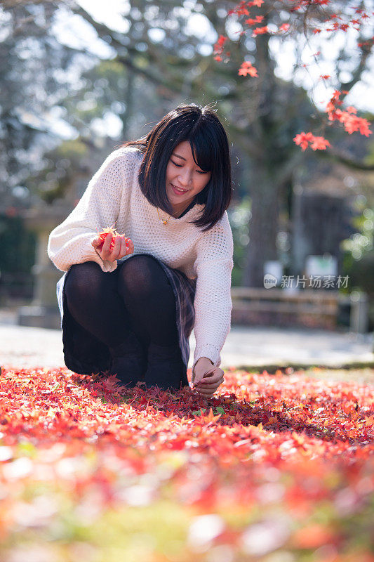 年轻女子拾起飘落的日本枫叶