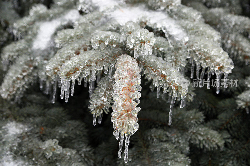 加拿大:冰雪覆盖的常青树(2013年冰风暴)