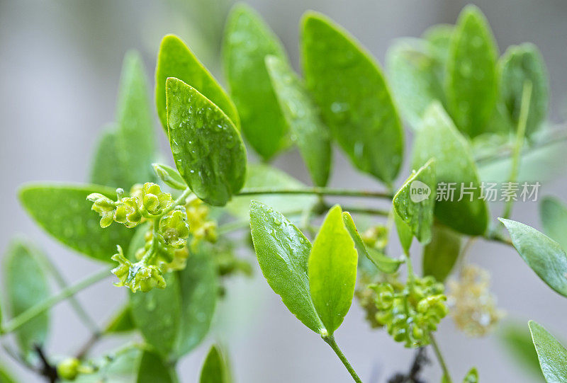 荷荷巴植物的花朵可用于化妆品和生物燃料