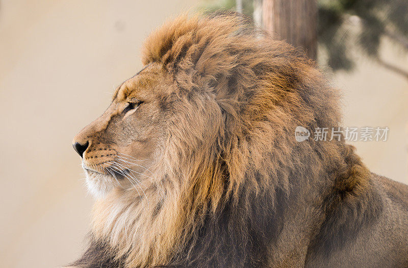 狮子的肖像。