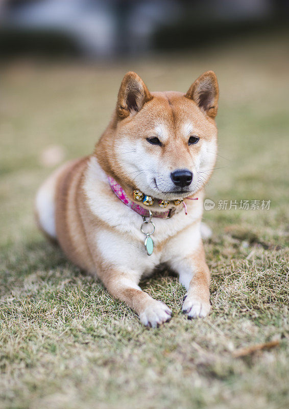 年轻美丽的秋田犬