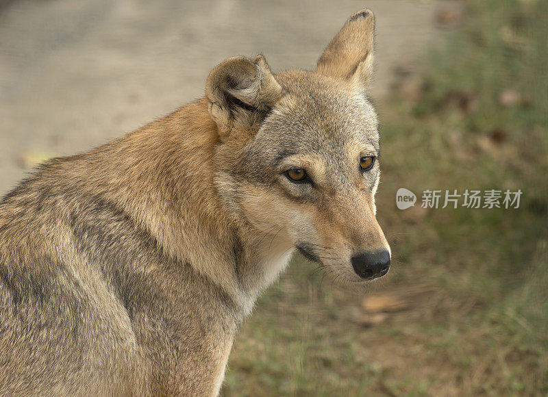 灰太狼