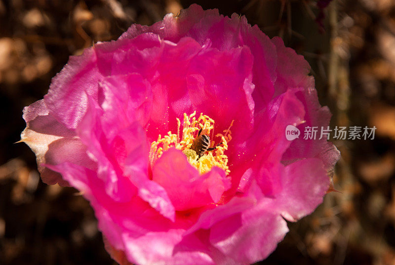 犹他州的粉红仙人掌花和蜜蜂锡安国家公园