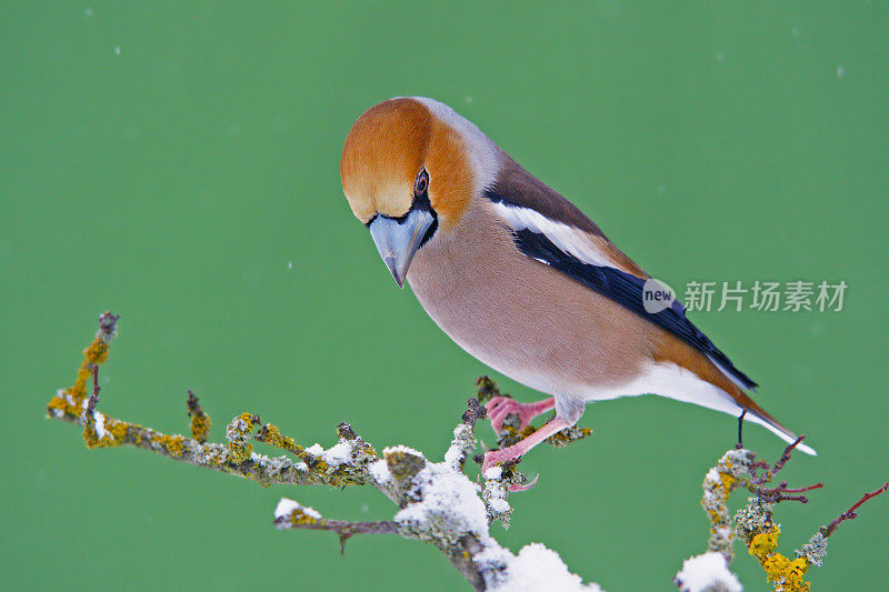 小树枝上的Hawfinch