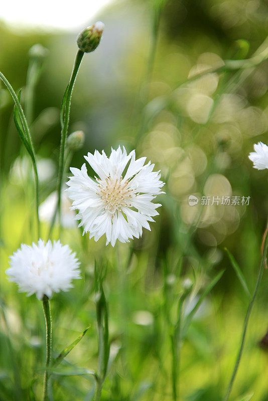 白矢车菊