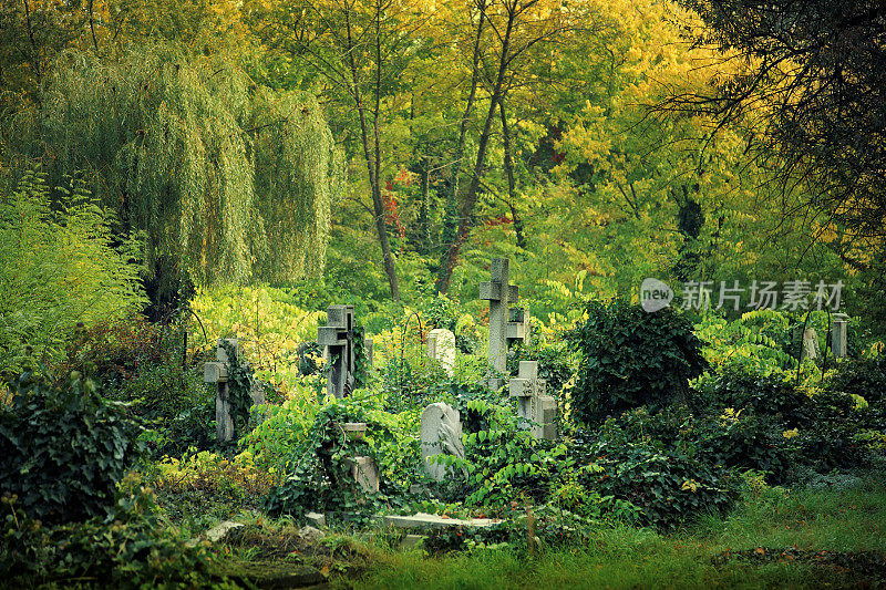 墓地里杂草丛生的墓碑