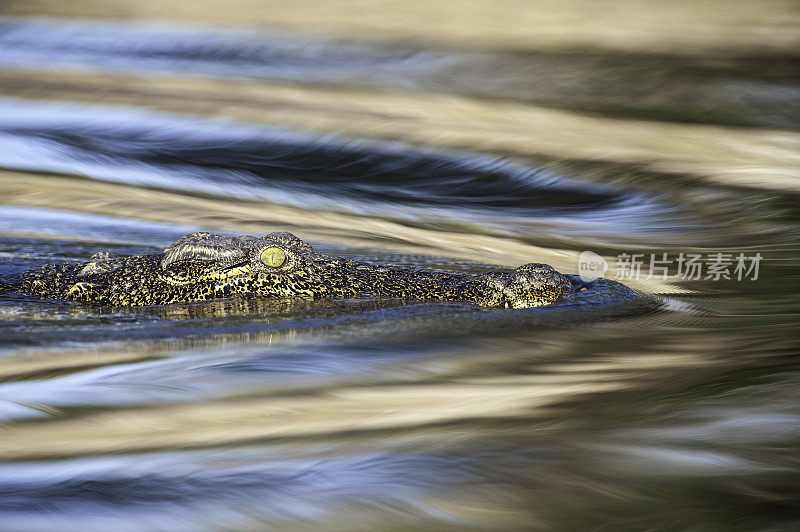 丘比河上的尼罗河鳄鱼