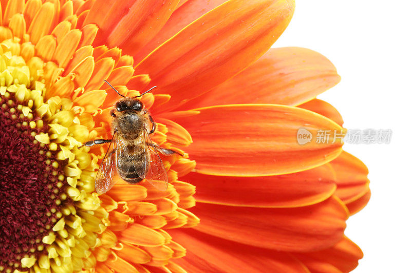 蜜蜂和非洲菊15