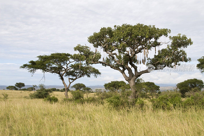 非洲香肠树