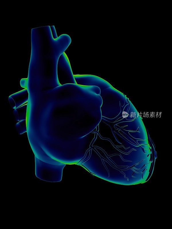 用于医学研究的人类心脏