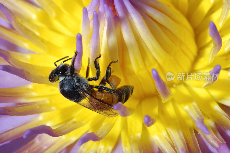 蜜蜂和Lotus