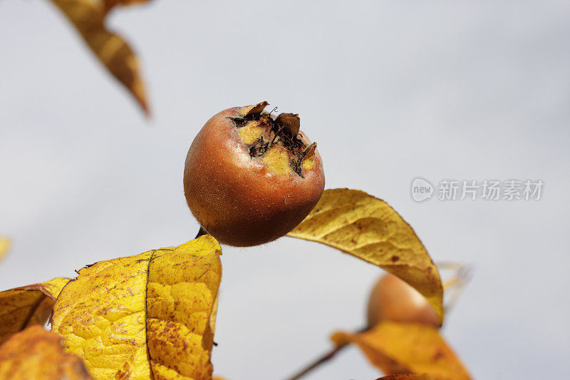 黄褐色的秋果枸杞，德国小蠊