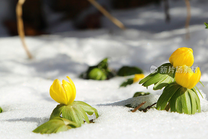 毛茛早春在雪中开花