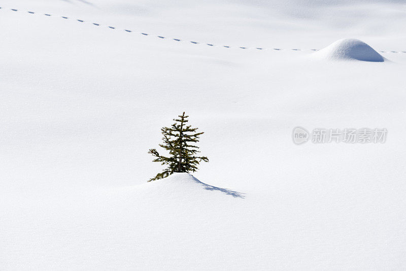 雪和树和动物的足迹