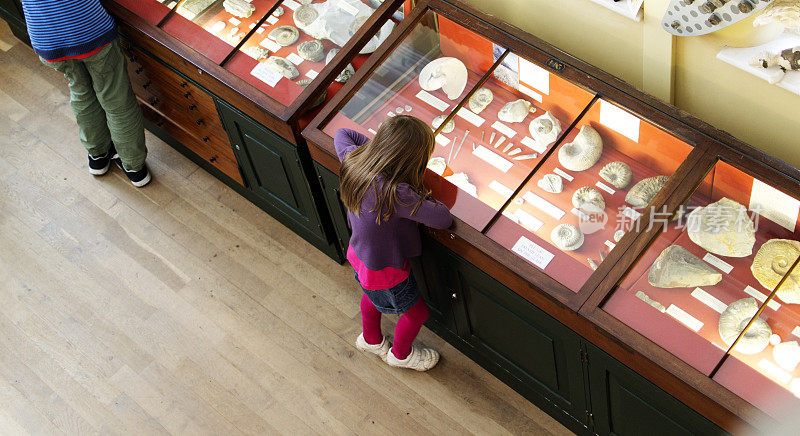 一个小女孩在博物馆的一个陈列柜里看化石