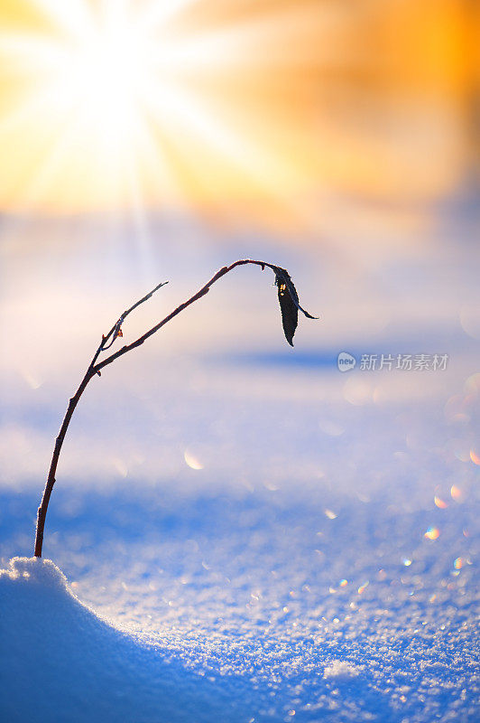 年轻的柳树在雪中成长