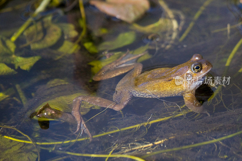 花园池塘中的青蛙