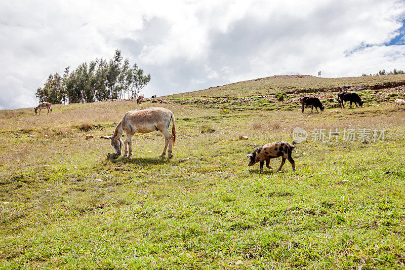 驴子和猪在安第斯山脉的乡村里吃草