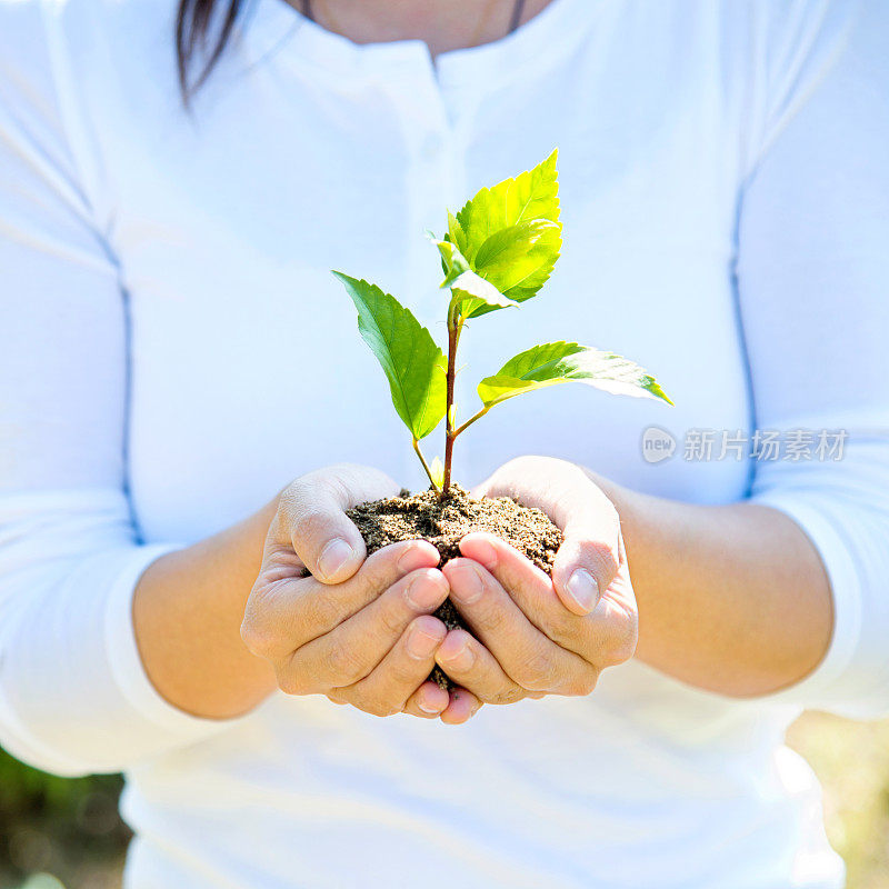 一株植物在女性手中