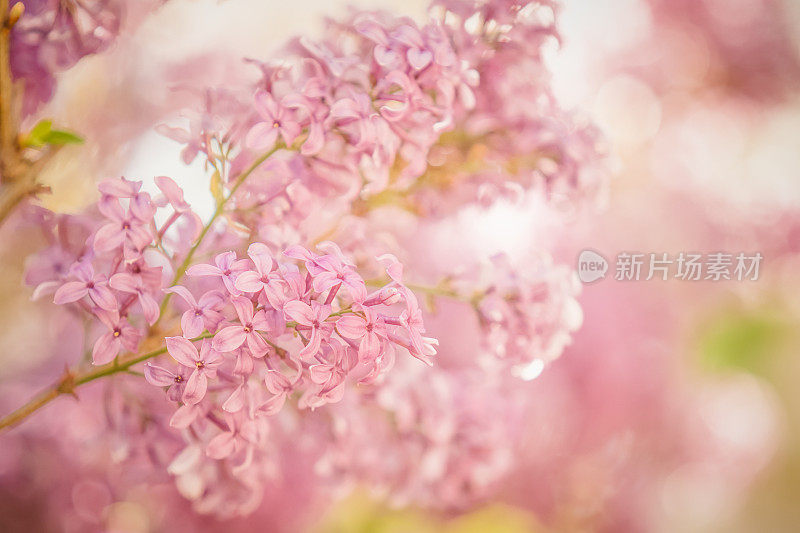 美丽的粉红色紫丁香花盛开的春天-自然背景