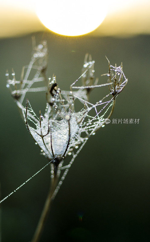 清晨的蜘蛛网