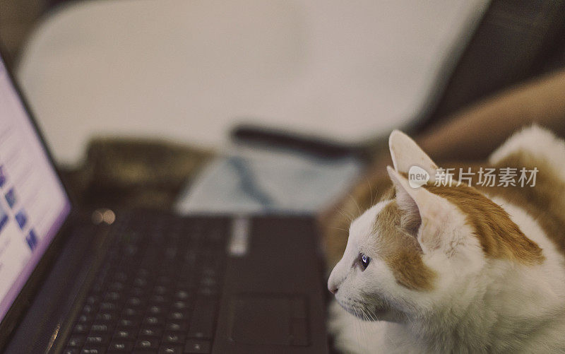 可爱的猫在电脑上看电影。动物和技术