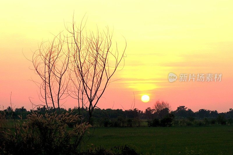 夕阳照在稻田上