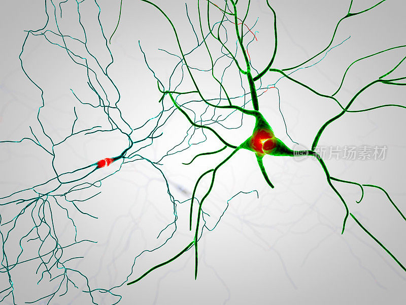 大脑，神经元，突触，神经元的神经网络回路，退行性疾病，帕金森