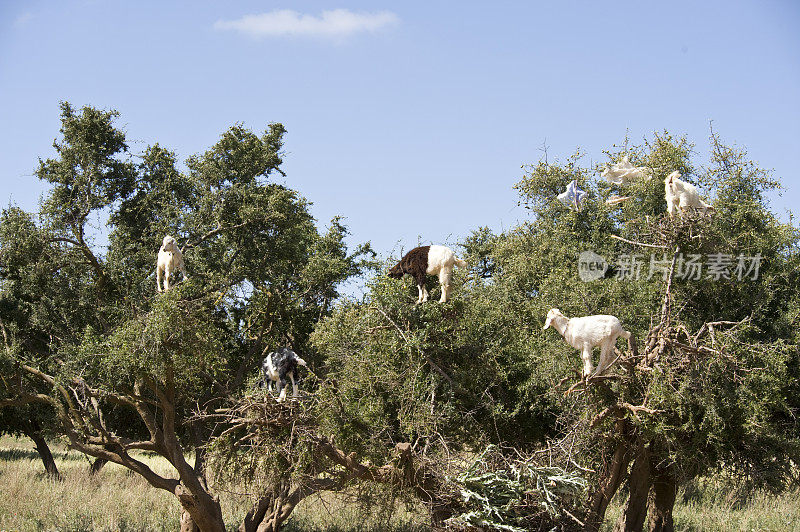山羊爬上阿甘树