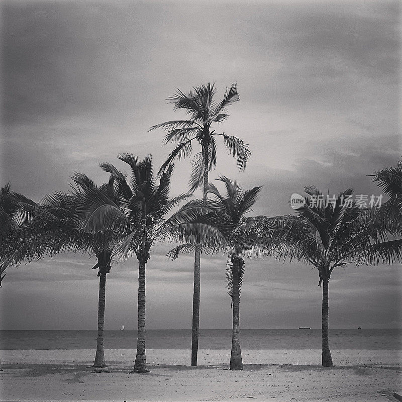 佛罗里达热带棕榈树背景好莱坞海滩