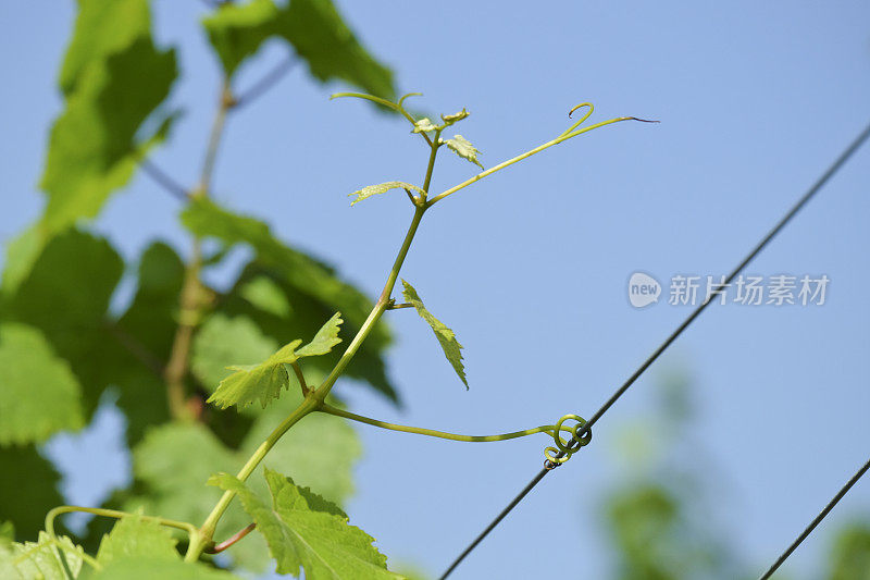 葡萄园细节