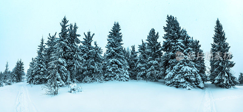 美丽的冬季景观和白雪覆盖的树木