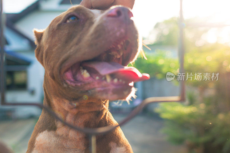 斗牛犬肖像