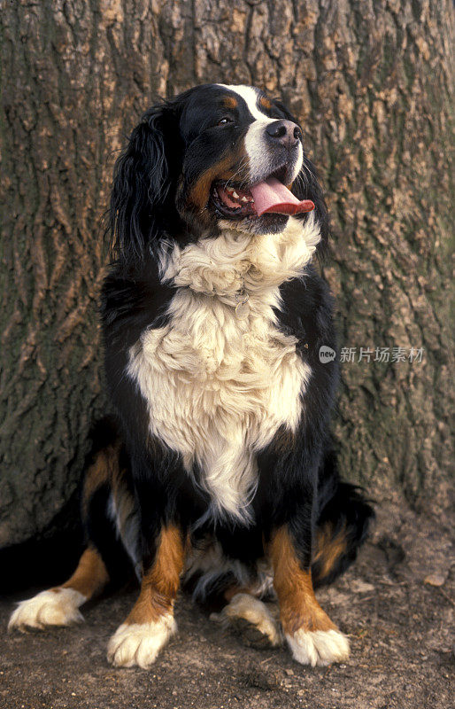 伯尔尼兹山犬