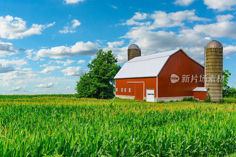 美国中西部农场，春季玉米和红色谷仓