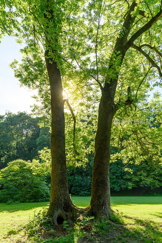 两棵坚果树并排在慕尼黑的一个公园里