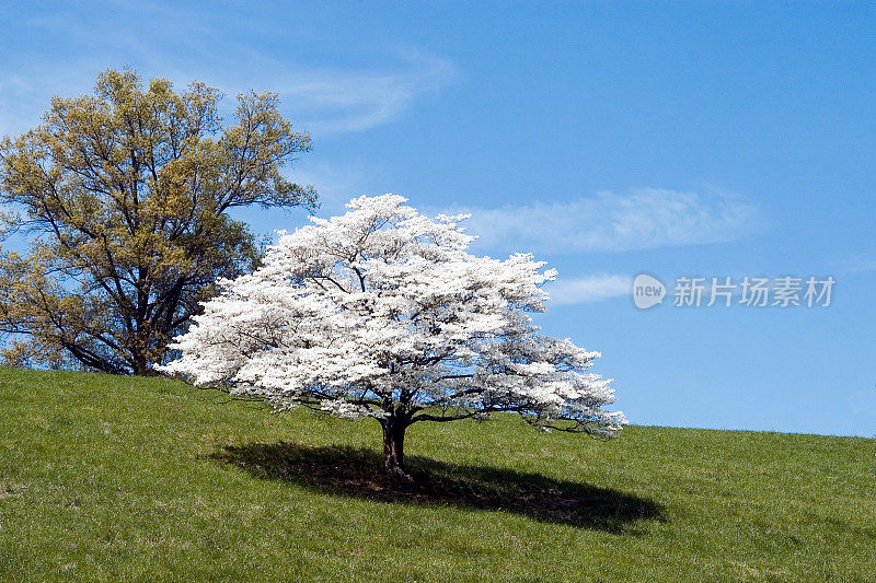 山茱萸树