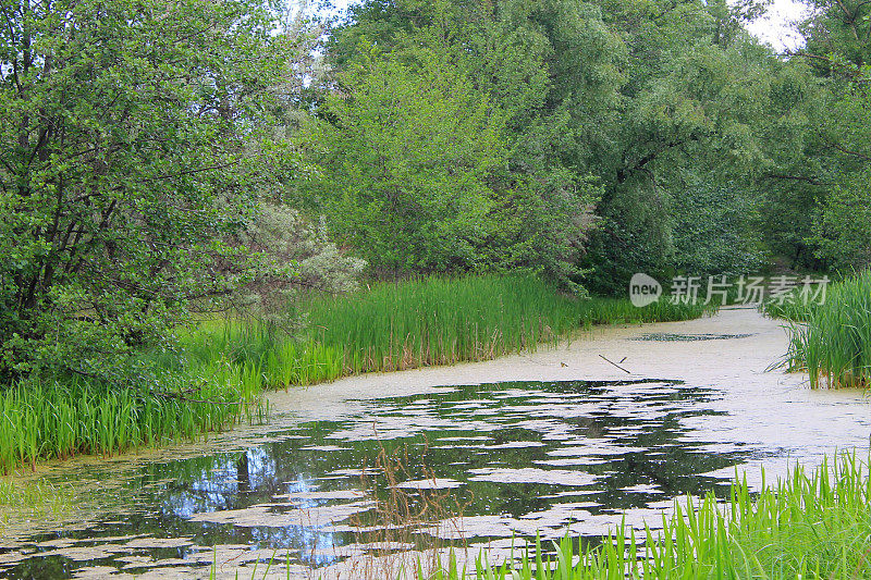 小河上长满了浮萍和芦苇