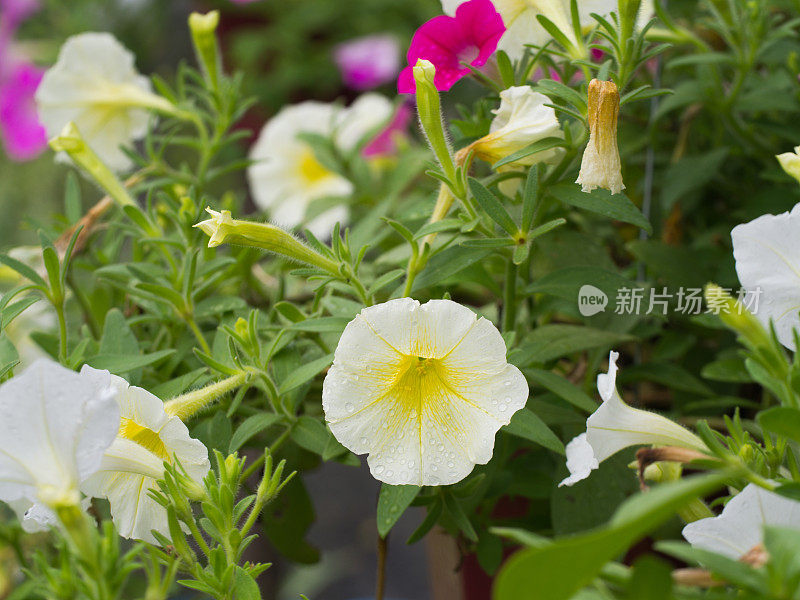 雨点落在悬挂着的白色黄色矮牵牛花上