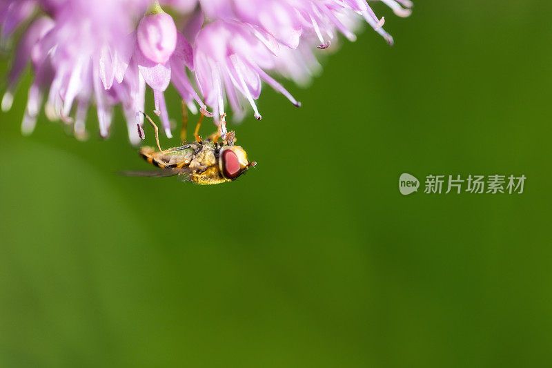 葱花上的食蚜蝇