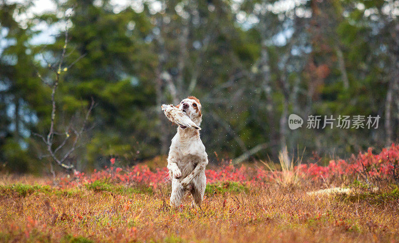 秋天，挪威奥普兰的挪威山区，训练英国猎犬