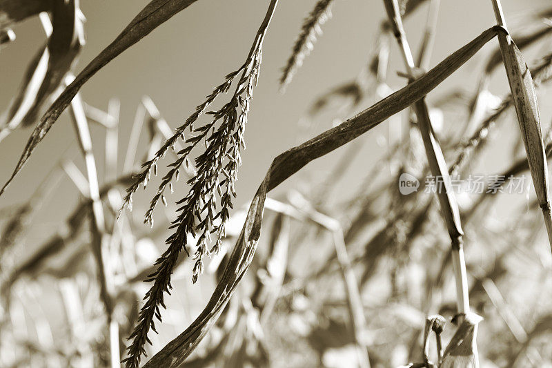 秋季玉米收成