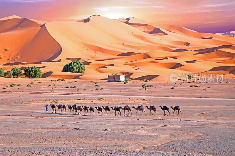 撒哈拉沙漠日落时的骆驼