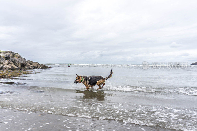 德国牧羊犬在水中奔跑-运动模糊