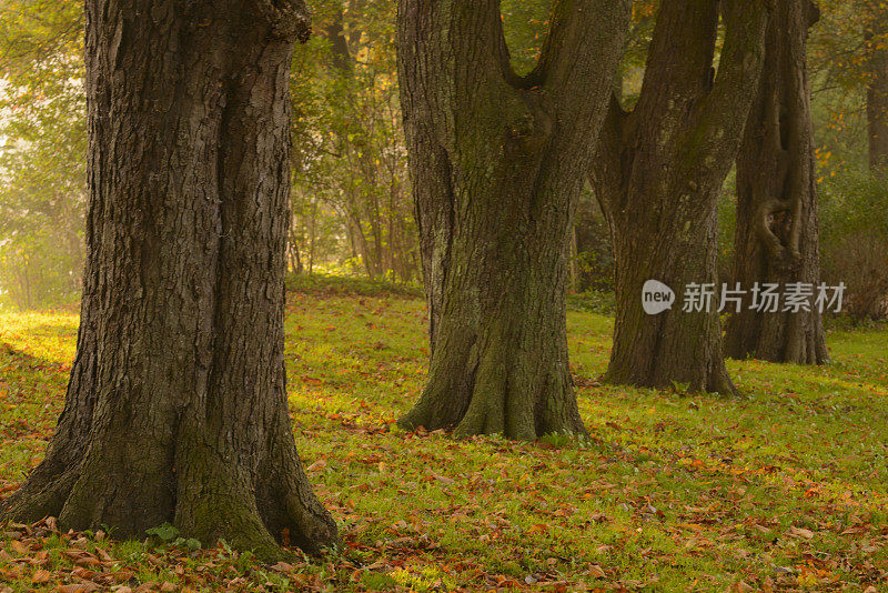 秋天的早晨，一排山毛榉树