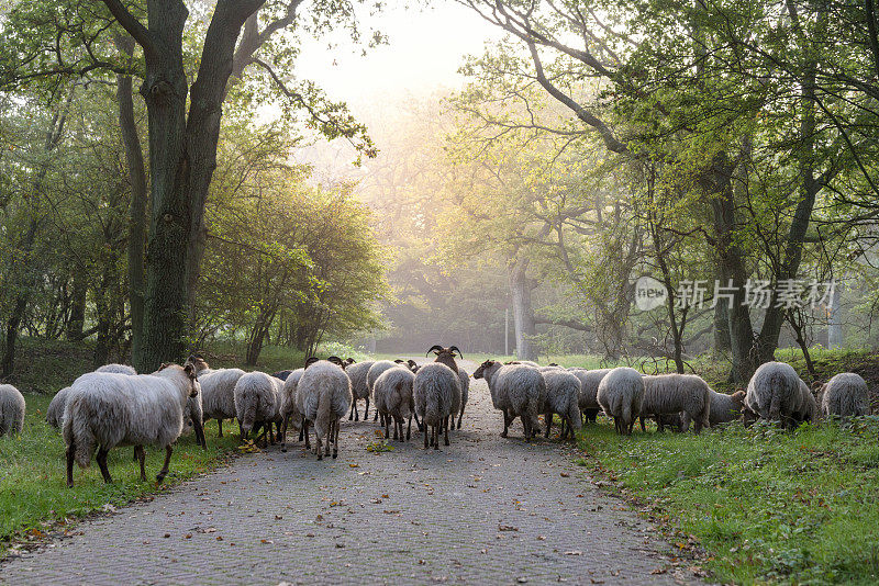 在荷兰，晨雾初升时，羊群里有许多羊